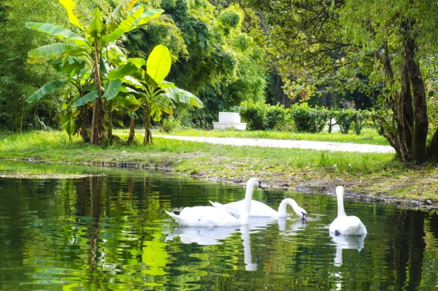 Как хорошо вы знаете флору и фауну Сочи?