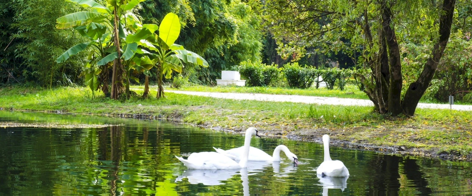 Как хорошо вы знаете флору и фауну Сочи?